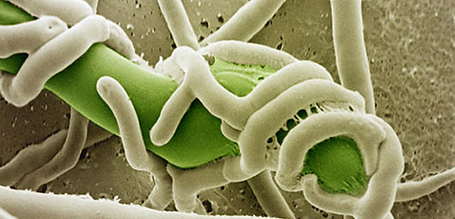 Hình mô phỏng vi sinh vật có lợi tiêu diệt vi khuẩn có hại